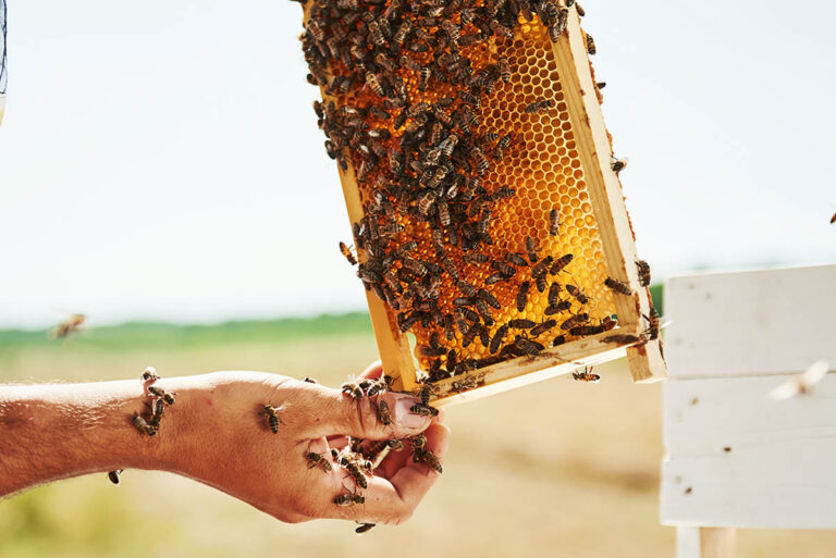 with bare hands beekeeper works with honeycomb ful 7x59w4j.jpg